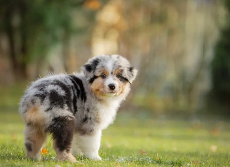 Australian Shepherd weight