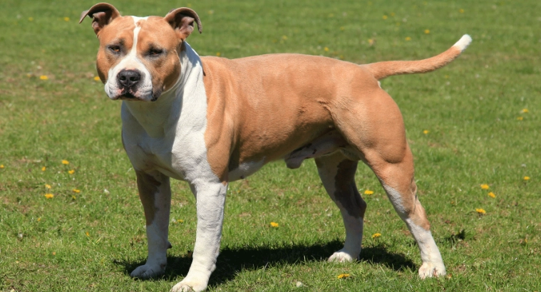 dog weight management dog weight management