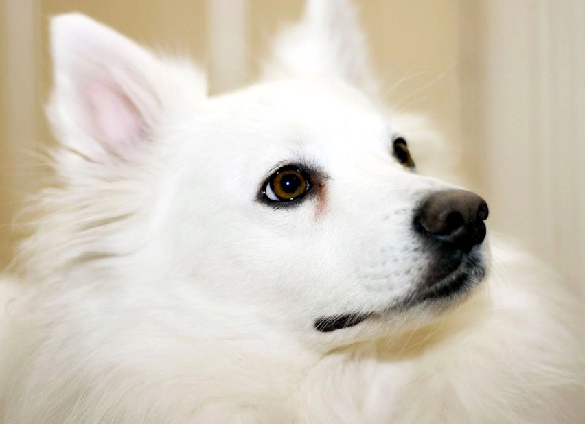 American Eskimo dog care