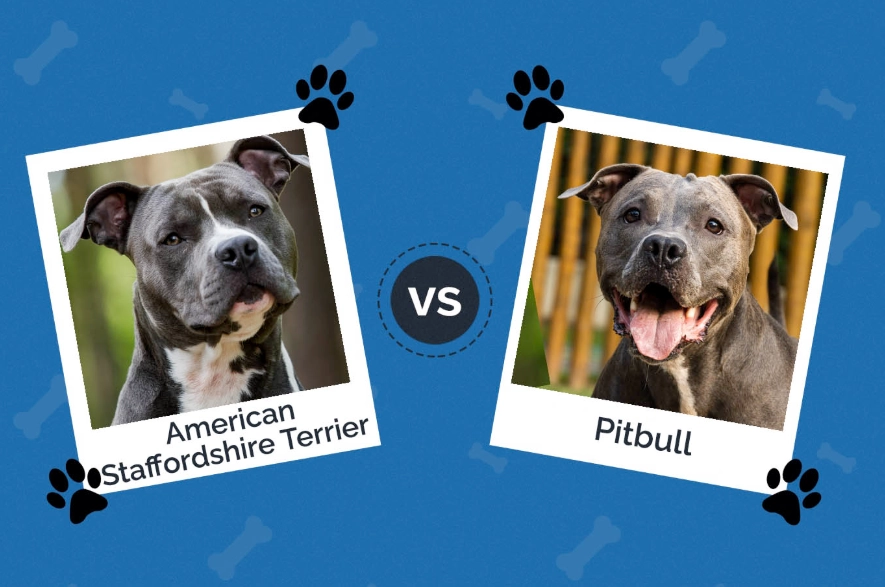 family friendly bully breeds family friendly bully breeds