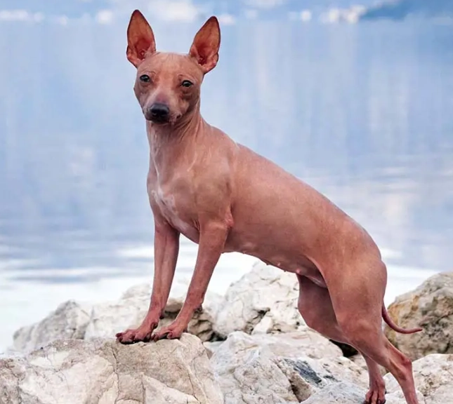 hypoallergenic dog temperament