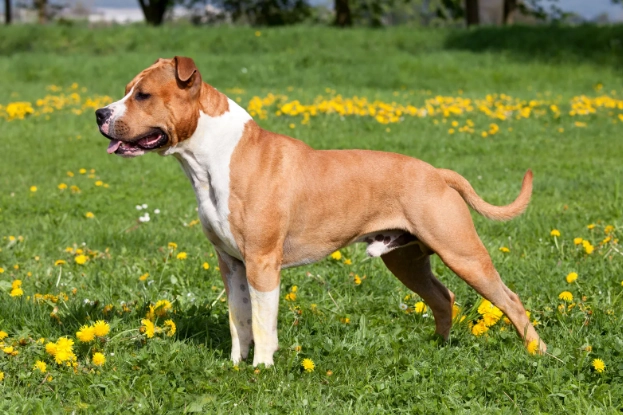 American Staffordshire Terrier family dog American Staffordshire Terrier family dog