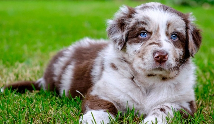 Australian Shepherd height