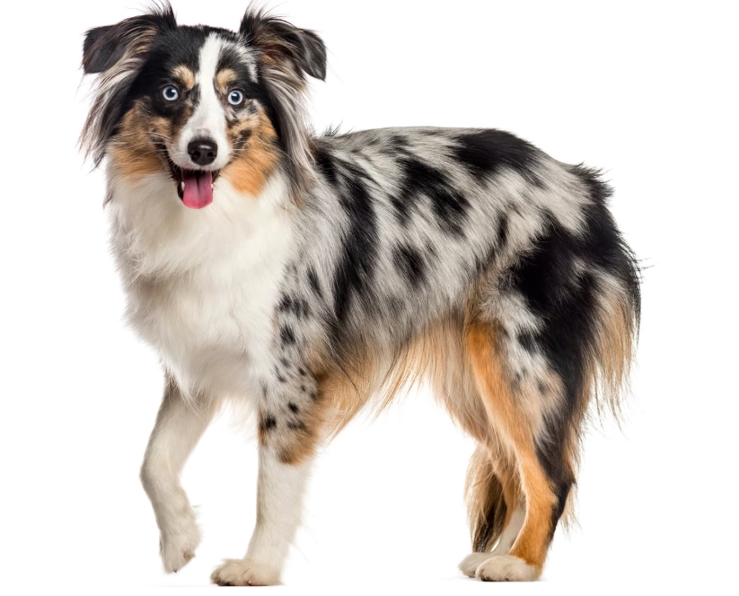 Mini Aussie care Mini Aussie care