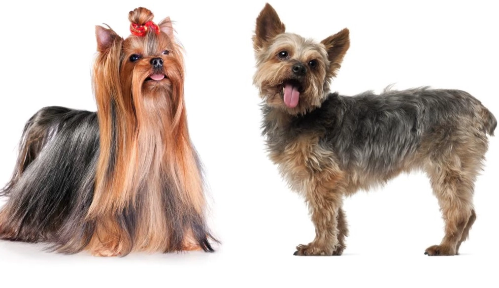 Silky Terrier vs Yorkie