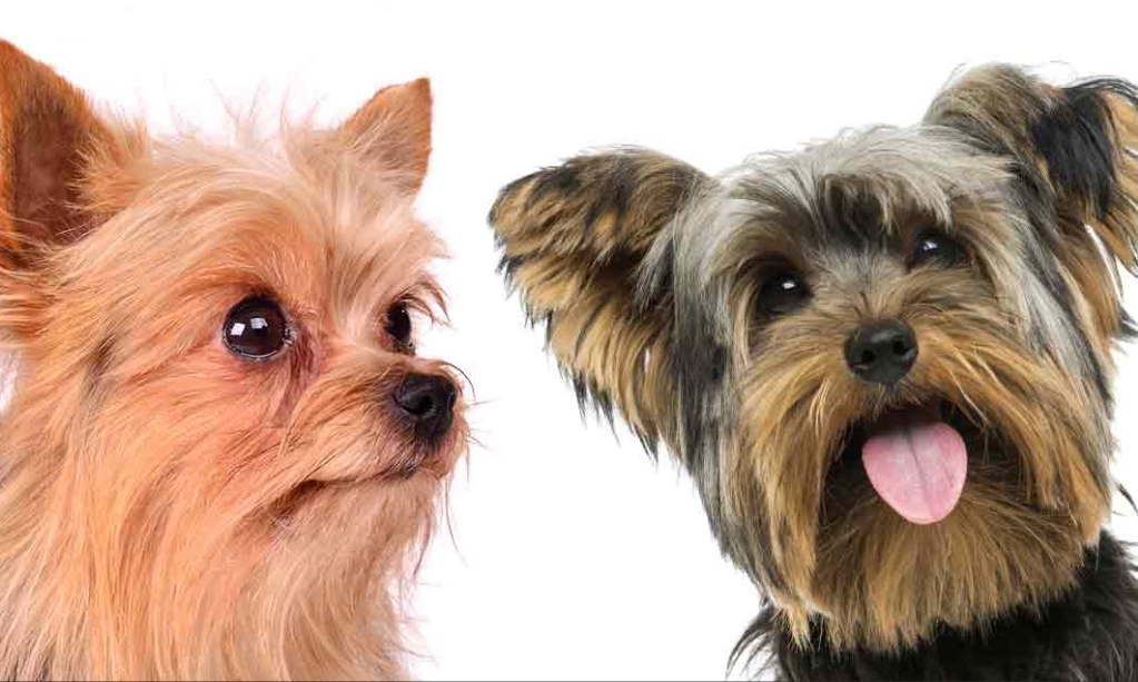 differences between Silky Terrier and Yorkie