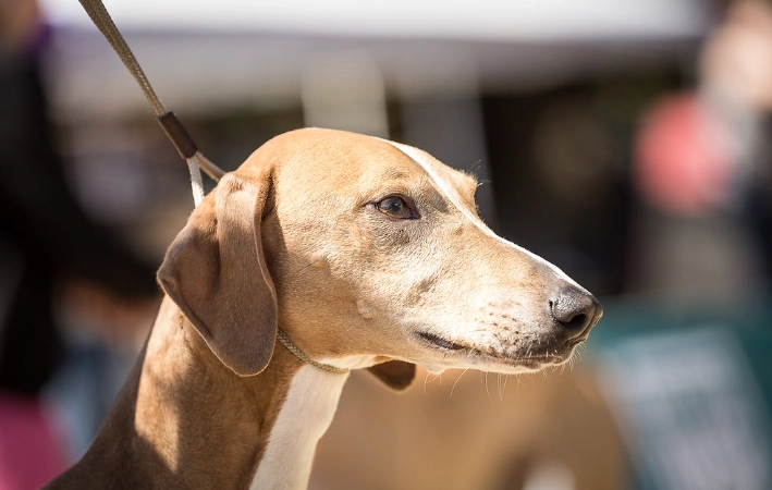 Azawakh behavior problems