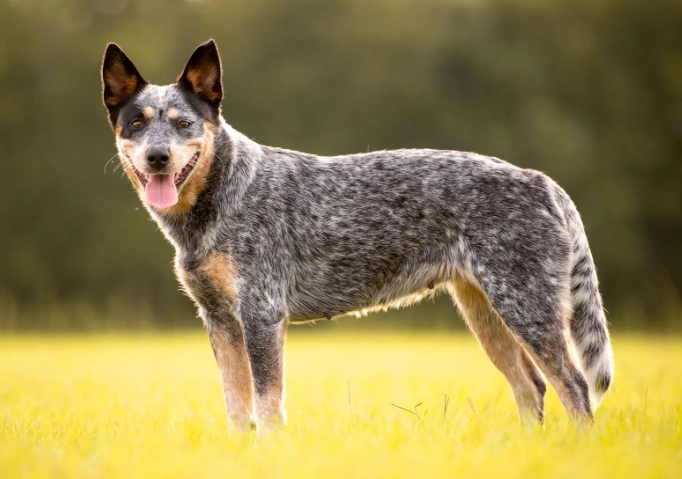 white Australian Cattle Dog