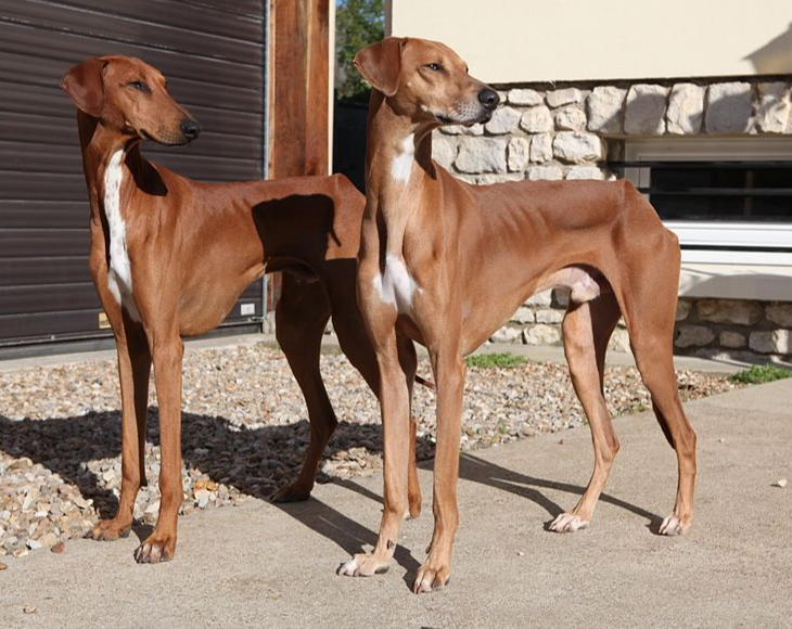 greyhound adoption greyhound adoption