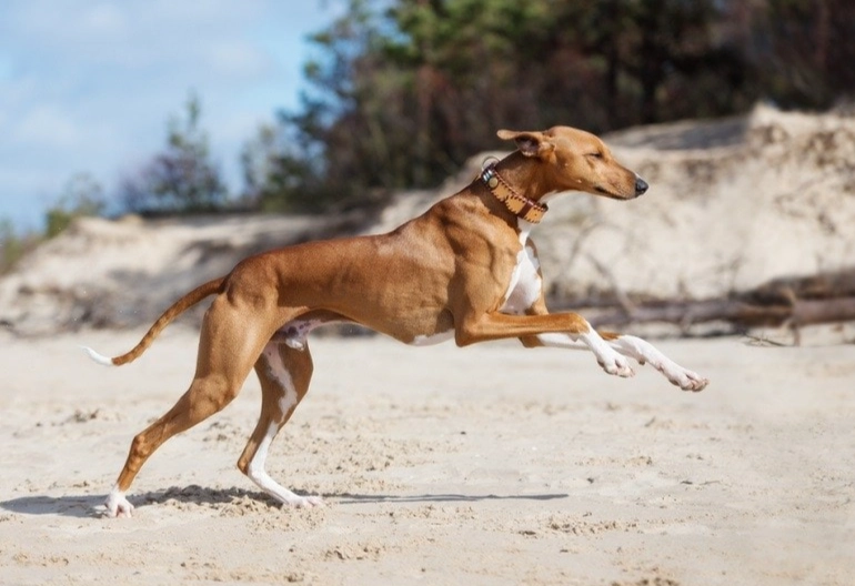 how fast is an Azawakh how fast is an Azawakh