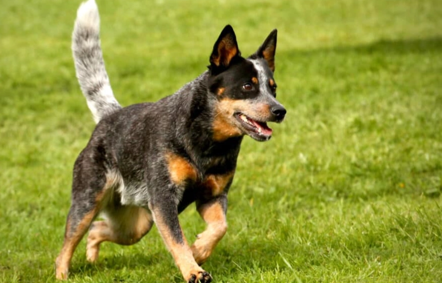 Australian Cattle Dog Blue Heeler difference