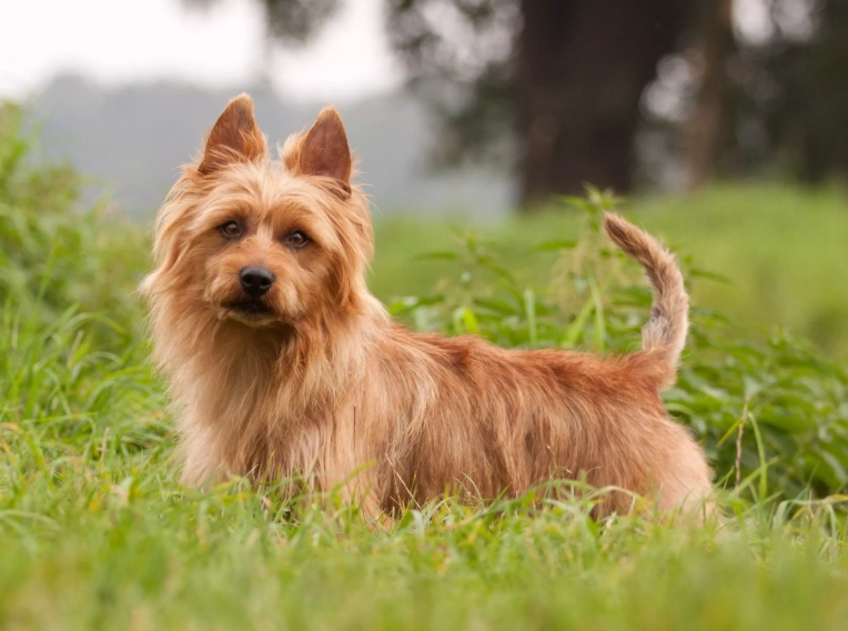 Australian Terrier personality