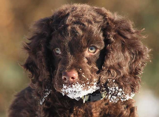 hypoallergenic dog breeds
