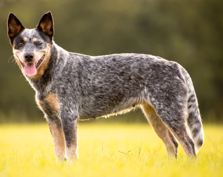 Australian Cattle dog lifespan