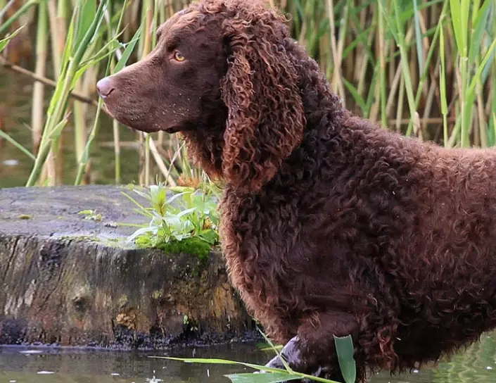 Do American Water Spaniels shed a lot?