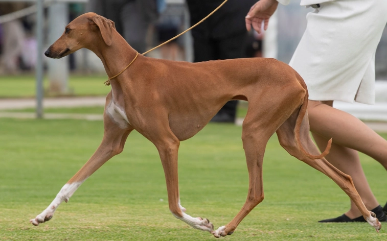 Azawakh as family pets Azawakh as family pets