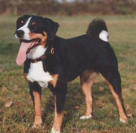 low allergy Swiss dog