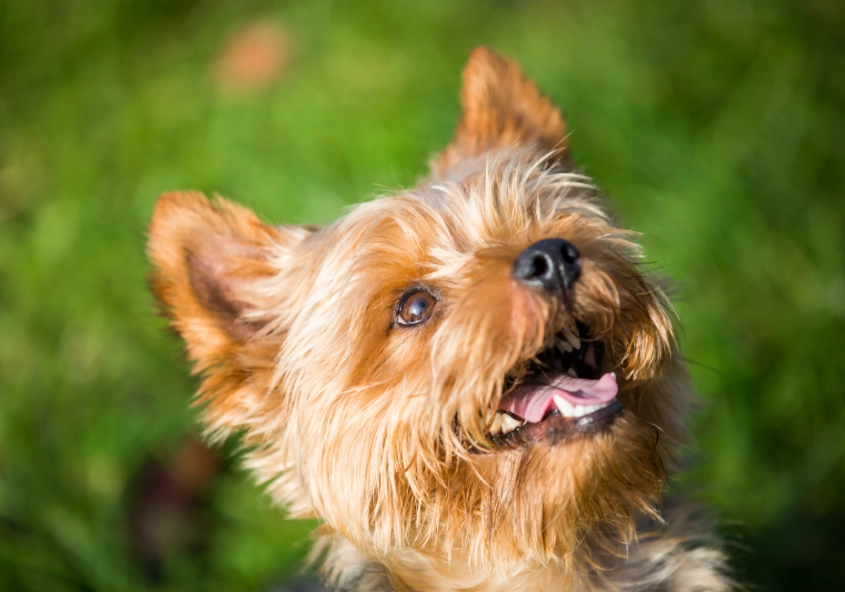 Do Australian Terriers bark a lot?
