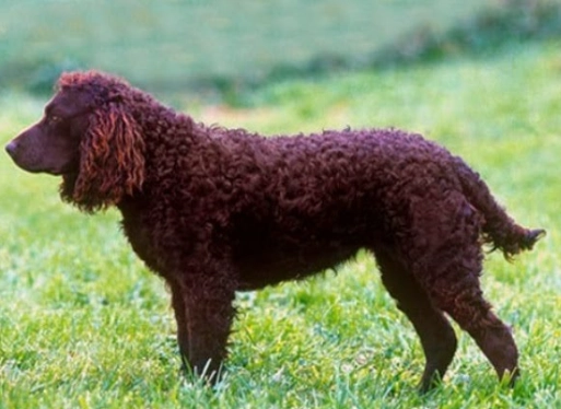 family hunting dogs family hunting dogs