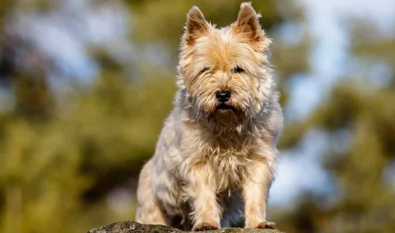 Australian Terrier barking Australian Terrier barking