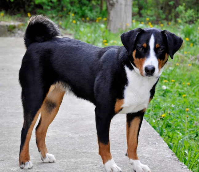 managing dog hair at home