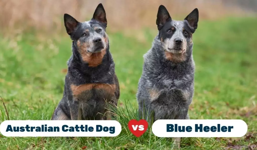 Australian Cattle Dog