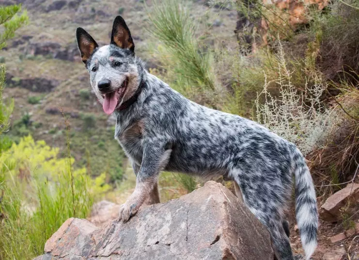 how long do Australian Cattle dogs live