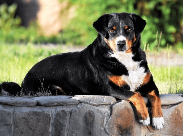 hypoallergenic mountain dog