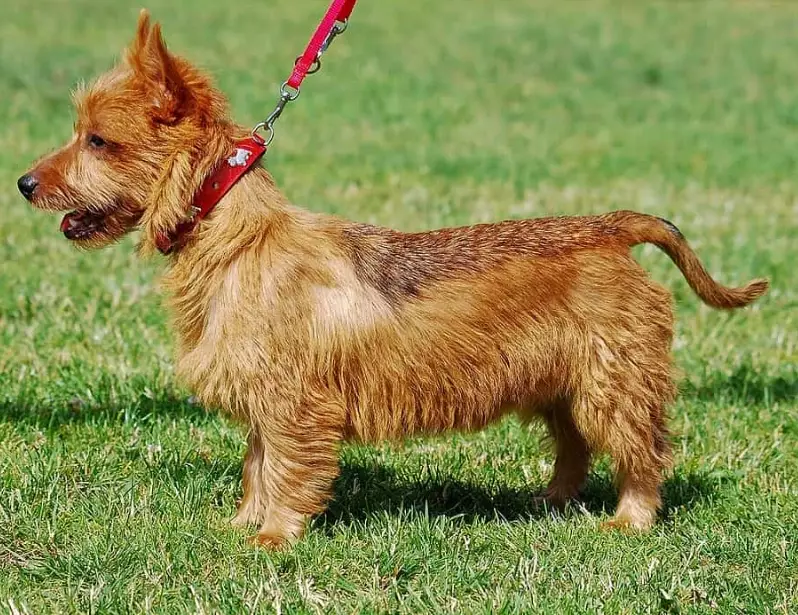 Australian Terrier pet