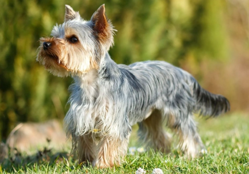 difference between Australian Terrier and Yorkshire Terrier