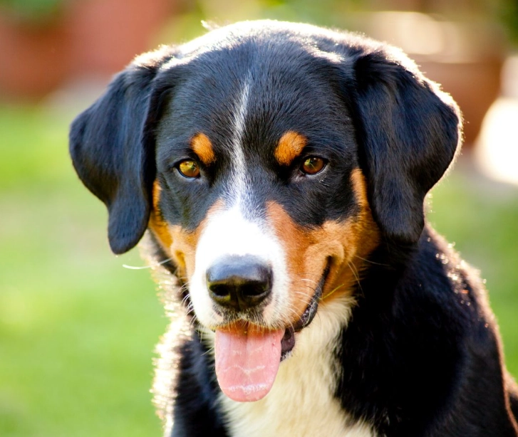 Appenzeller Sennenhund hypoallergenic