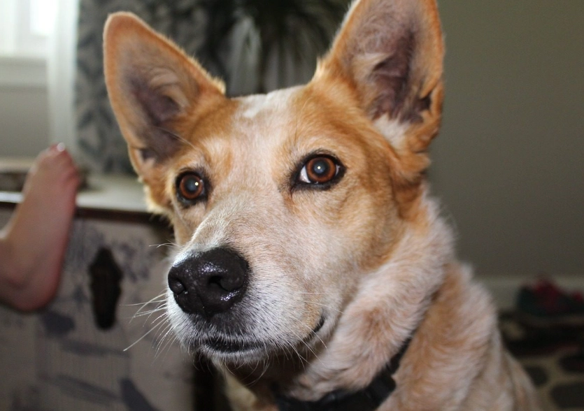 Australian Cattle Dog exercise needs