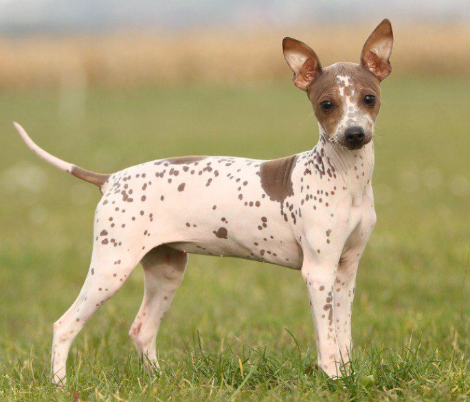 hairless dog breed availability