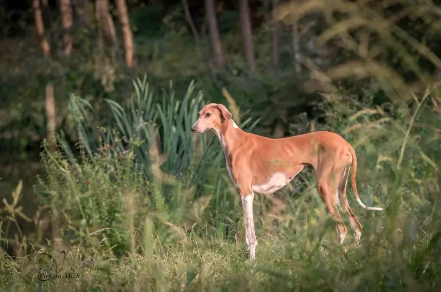 sighthound speed sighthound speed