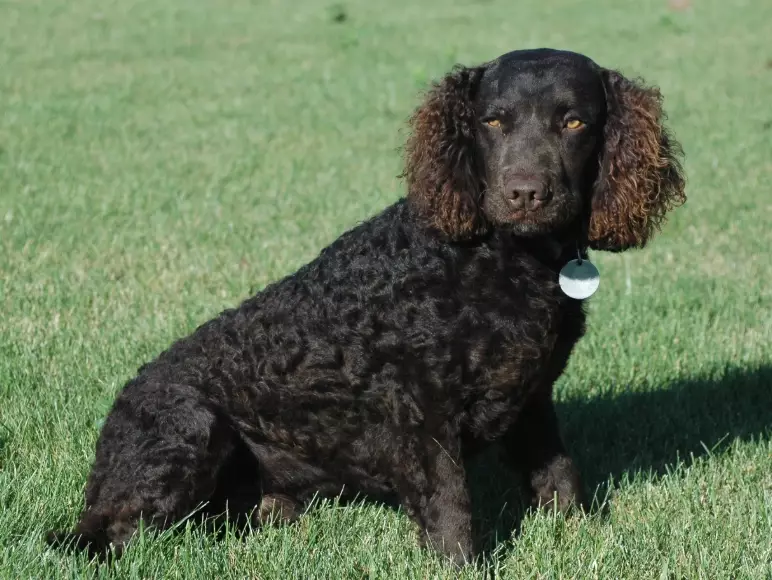 maintain American Water Spaniel weight