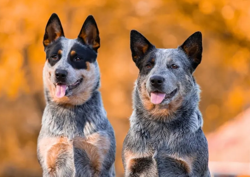 Blue Heeler