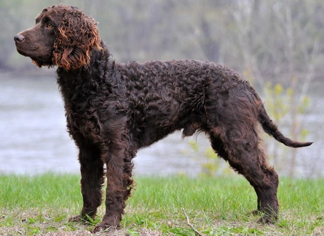 maintain American Water Spaniel weight