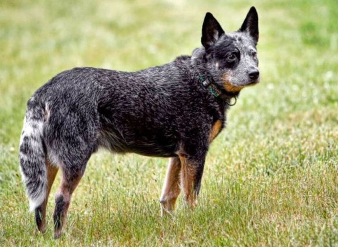 Australian Cattle Dog white