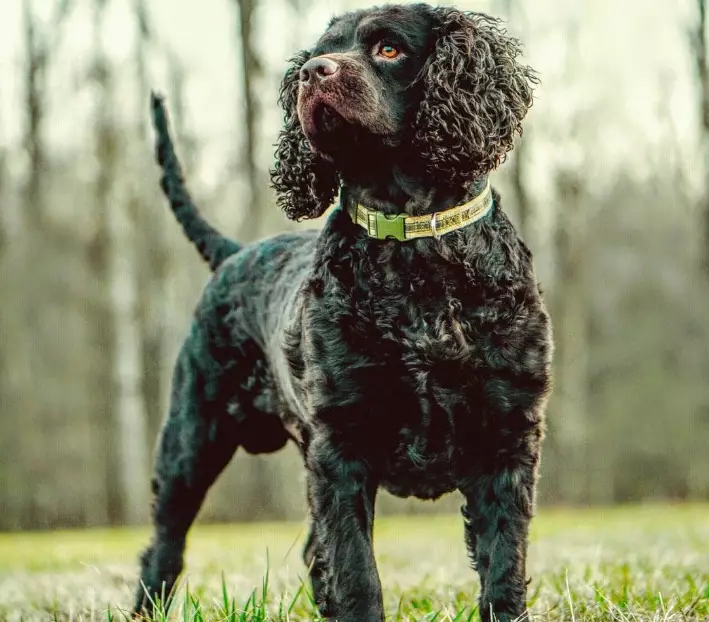 American Water Spaniel ideal weight