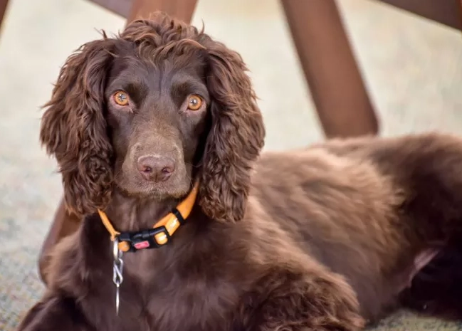 American Water Spaniel vs Boykin