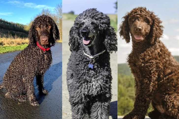 American Water Spaniel shedding