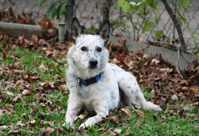 Australian Cattle Dog white coat