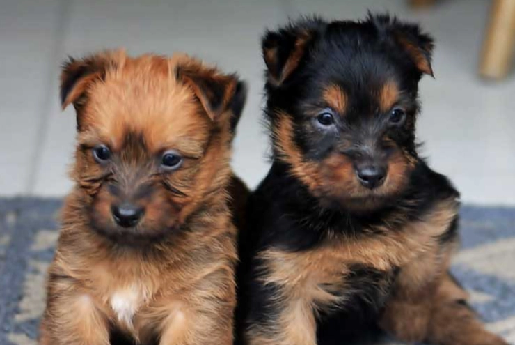 Australian Terrier temperament