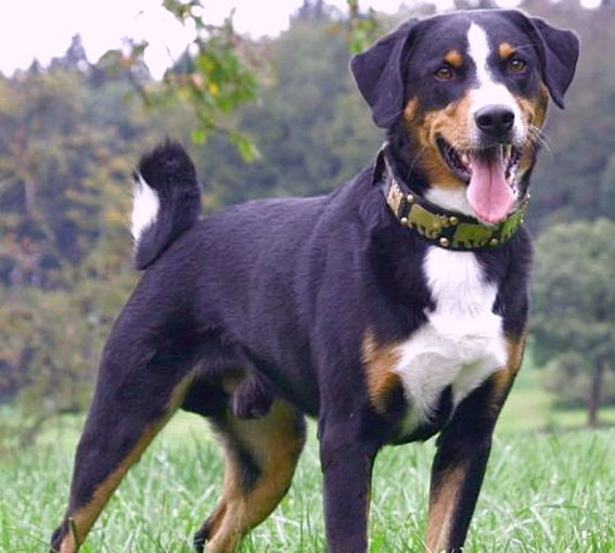 Appenzeller sennenhund hypoallergenic