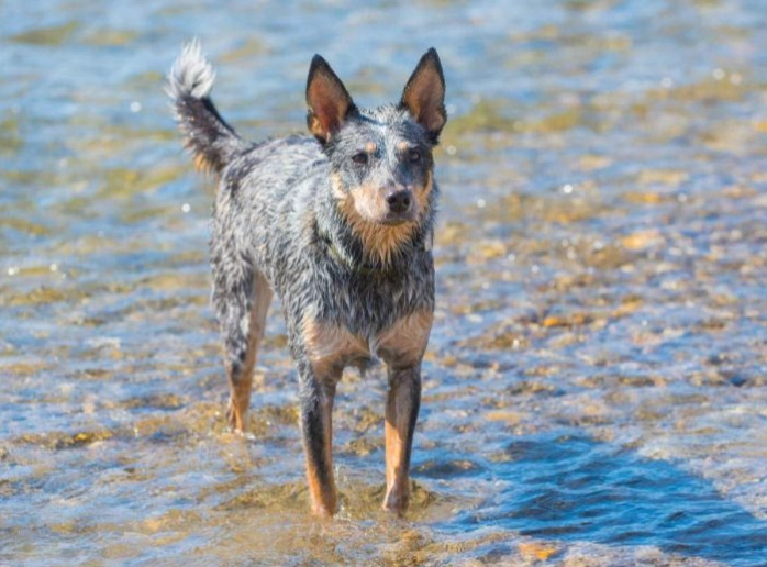 Australian Cattle dog health problems
