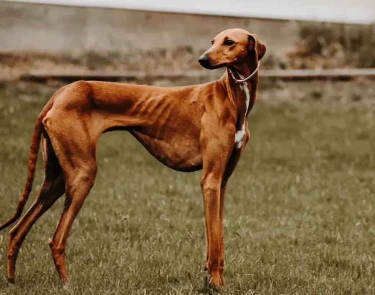 azawakh temperament azawakh temperament