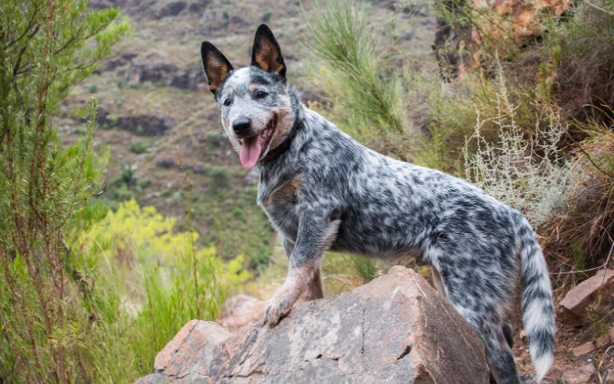 white Australian Cattle Dog health