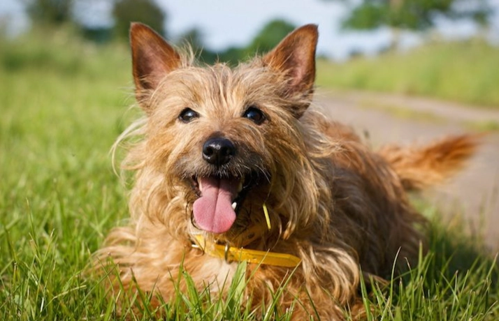 quiet small dog breeds quiet small dog breeds