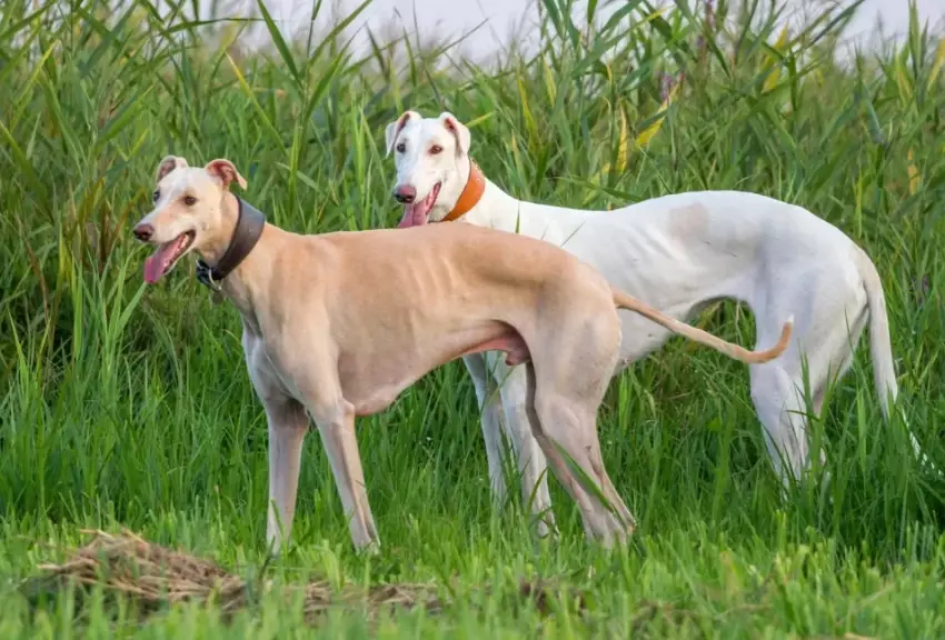 greyhound vs azawakh greyhound vs azawakh