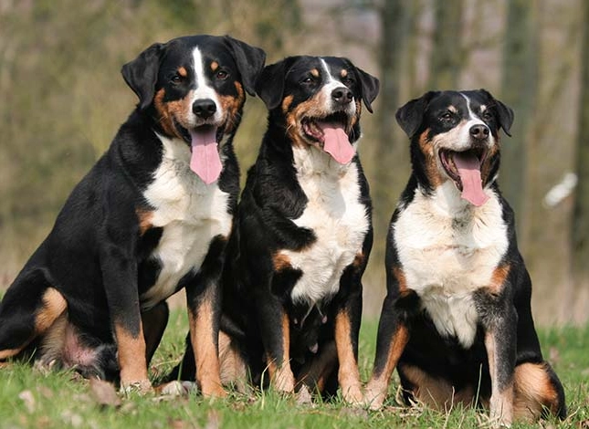 Do Appenzeller sennenhunds shed a lot?